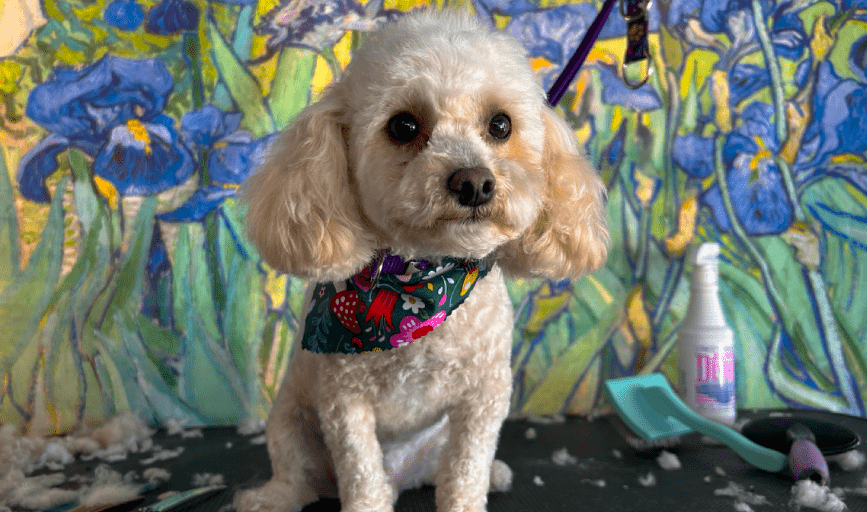 Dog Haircut