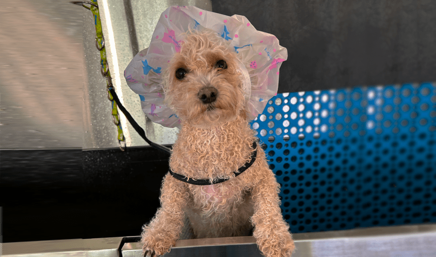 Dog Bath Services