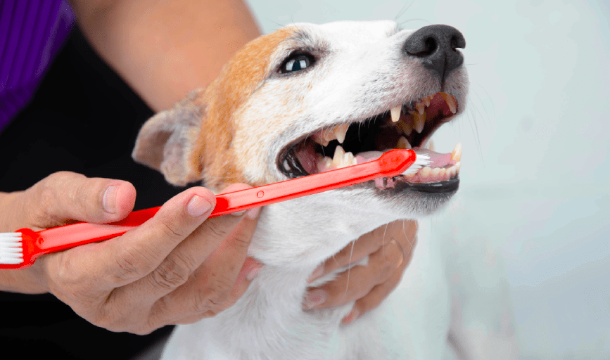 Pet Teeth Cleaning